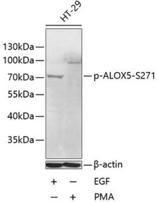 Western Blot: 5-Lipoxygenase [p Ser271] AntibodyBSA Free [NBP3-05439]